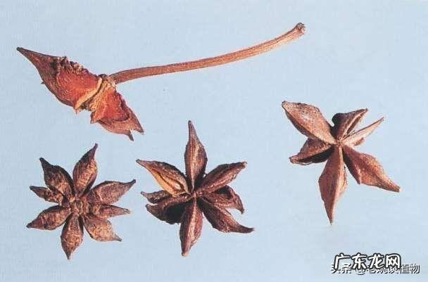 八角和大料有什么区别?