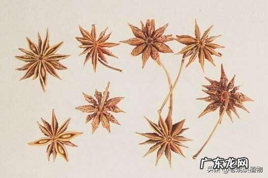 八角和大料有什么区别?