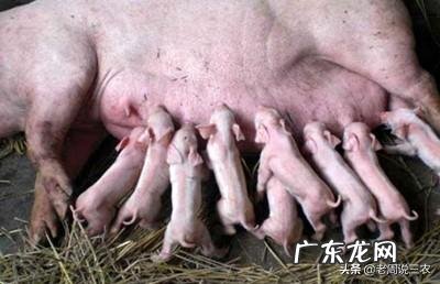 母猪分娩管理知识要点讲解，月子里的母猪该如何照料？