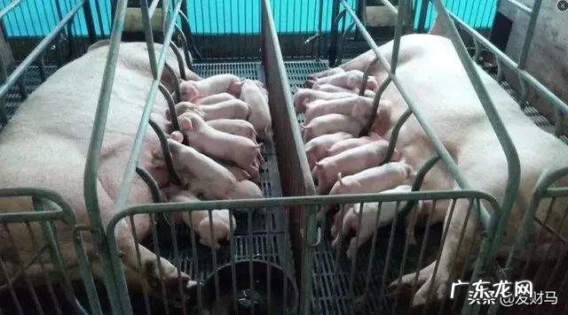 母猪分娩管理知识要点讲解,月子里的母猪该如何照料?