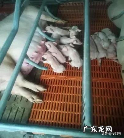 母猪分娩管理知识要点讲解,月子里的母猪该如何照料?