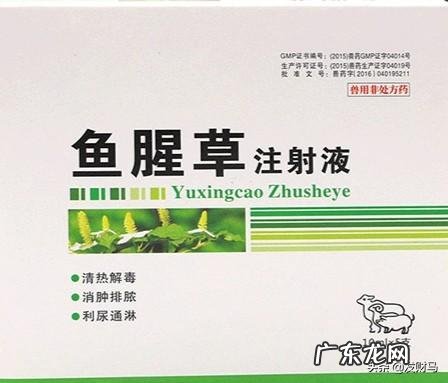 母猪分娩管理知识要点讲解,月子里的母猪该如何照料?