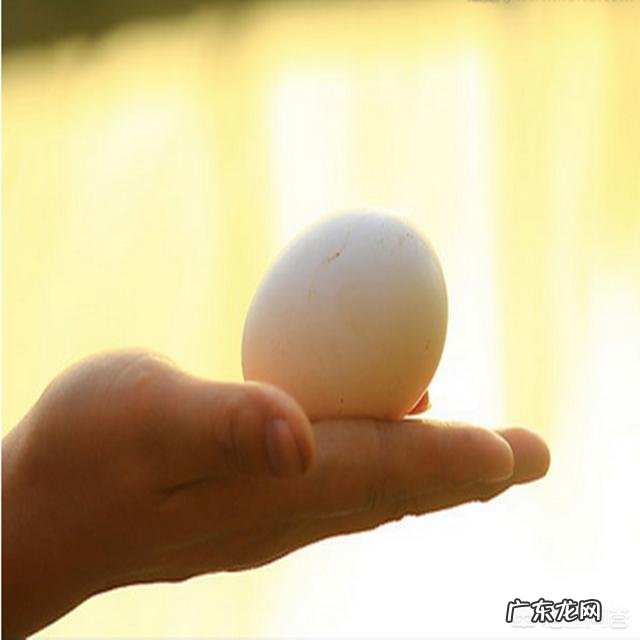 怀孕能吃鹅蛋吗?