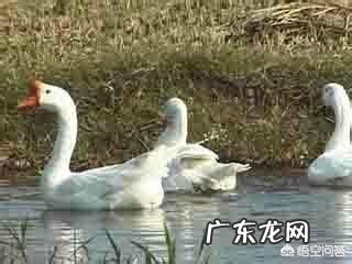 怀孕能吃鹅蛋吗?