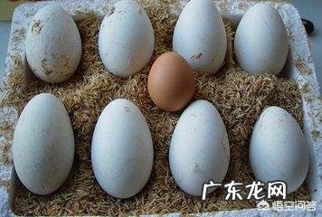 怀孕能吃鹅蛋吗?