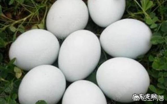 怀孕能吃鹅蛋吗?