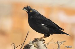 八哥怕人怎么解决