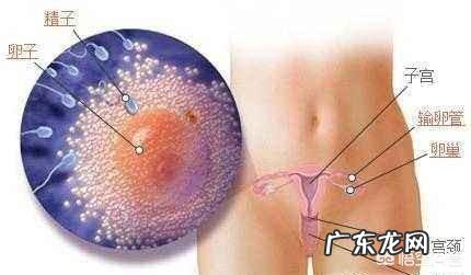 平时月经周期规律，刚来过月经会怀孕吗？