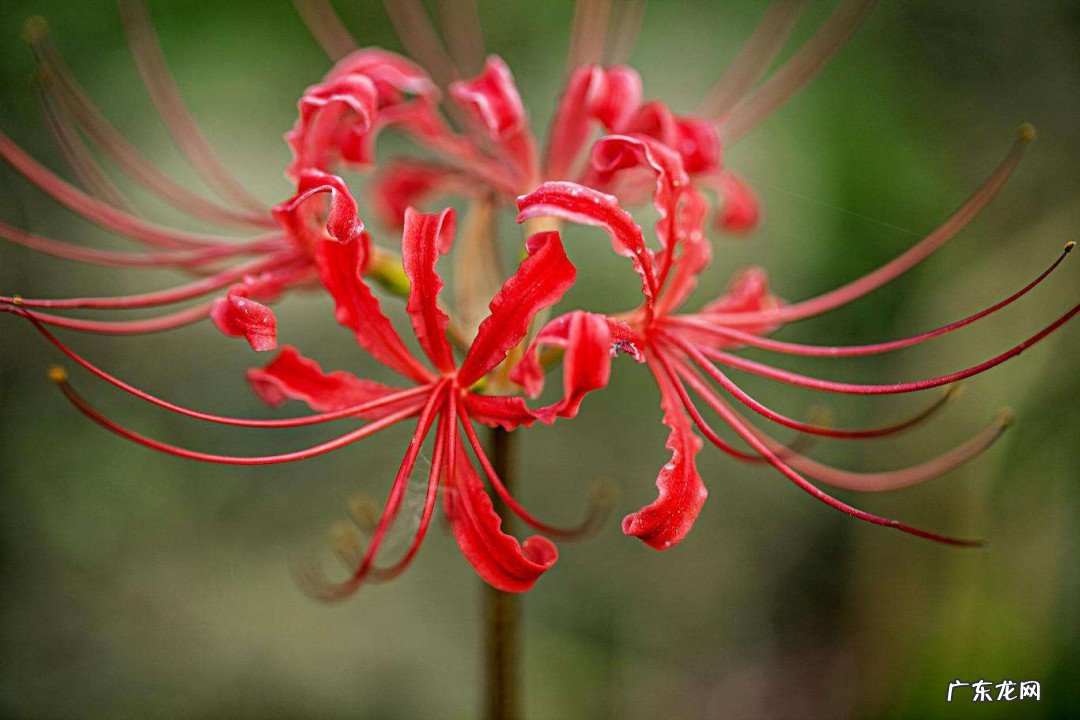 种花实用小技巧