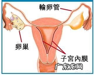 什么是子宫内膜异位症?
