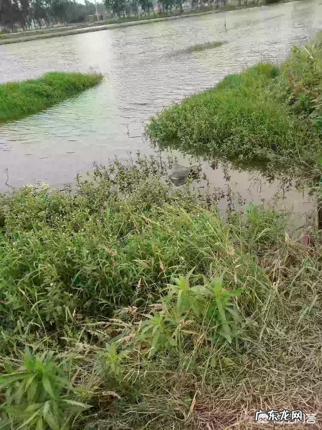 小龙虾养殖过程中,氨氮含量高低对水质有哪些影响?