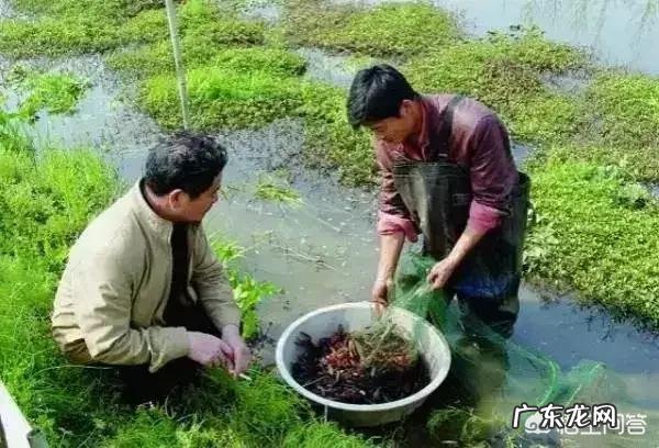 小龙虾养殖过程中,氨氮含量高低对水质有哪些影响?