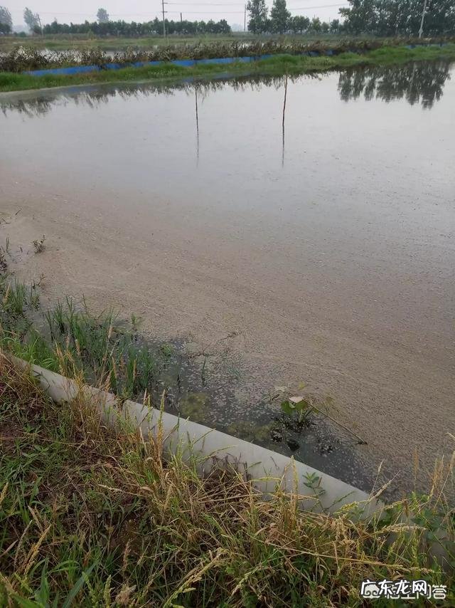 小龙虾养殖过程中,氨氮含量高低对水质有哪些影响?