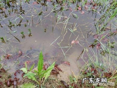 小龙虾养殖过程中,氨氮含量高低对水质有哪些影响?