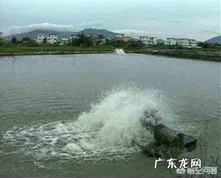 小龙虾养殖过程中,氨氮含量高低对水质有哪些影响?