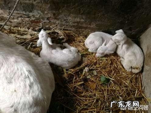 如何饲养17斤左右的羊羔?