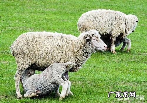 如何饲养17斤左右的羊羔?