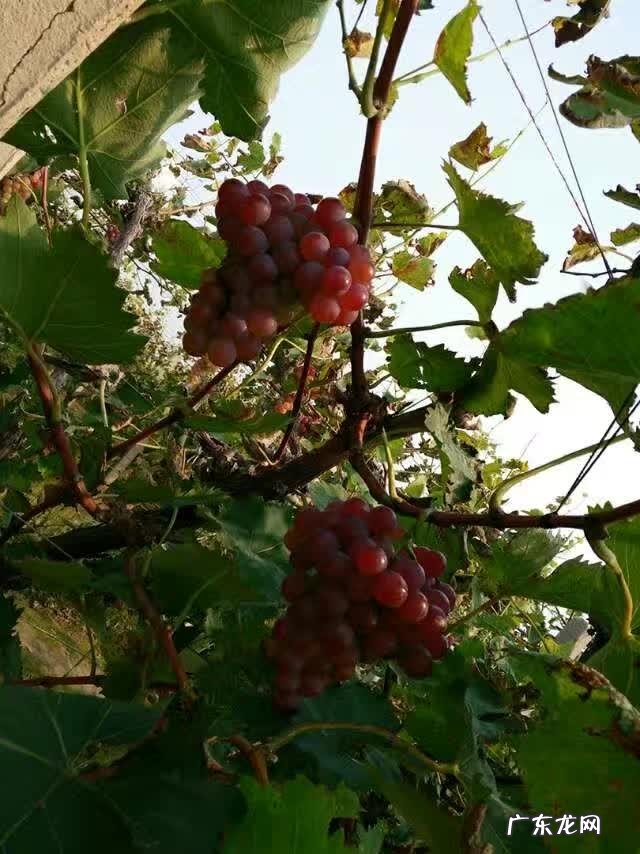 自酿葡萄酒对健康有害吗？