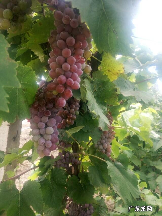 自酿葡萄酒对健康有害吗?