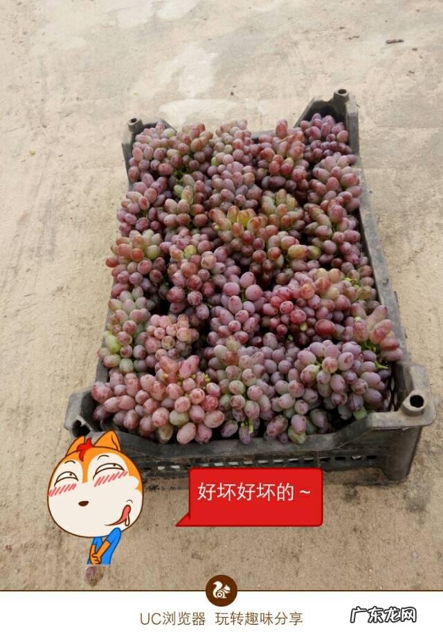 自酿葡萄酒对健康有害吗？