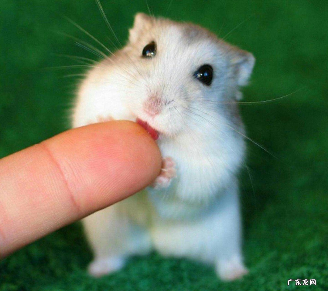 小仓鼠怎么养才不会死