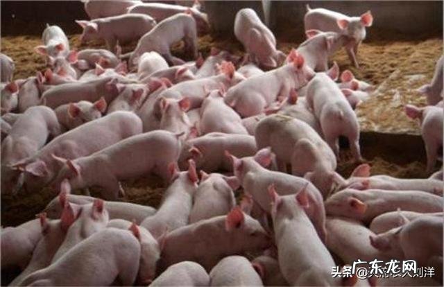 猪弓体用什么药可以治?