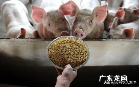 猪弓体用什么药可以治?