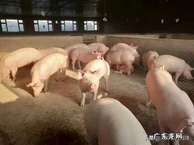 猪弓体用什么药可以治?