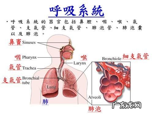 沐舒坦 盐酸氨溴索和氨溴特罗(易坦静)有什么区别吗?