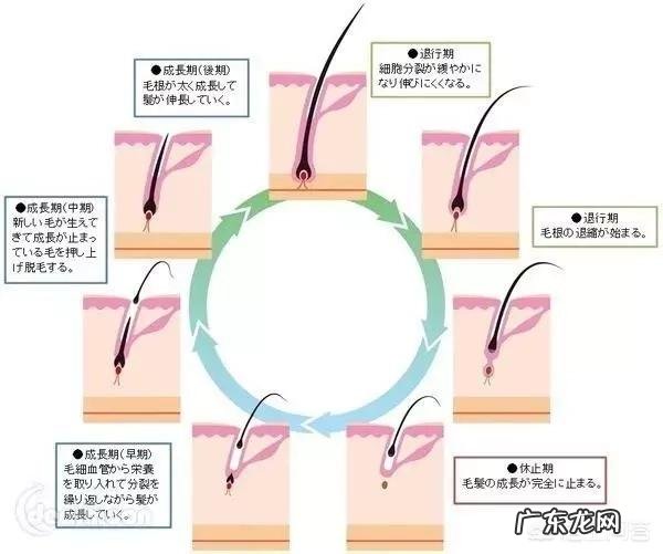 种植头发后多久能长出新的头发?