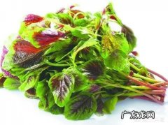 八个月孕妇可以吃苋菜吗？