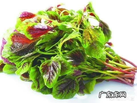 八个月孕妇可以吃苋菜吗?