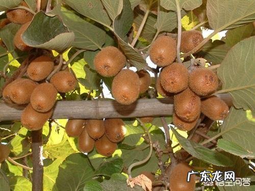 怀孕了到底能不能吃猕猴桃?