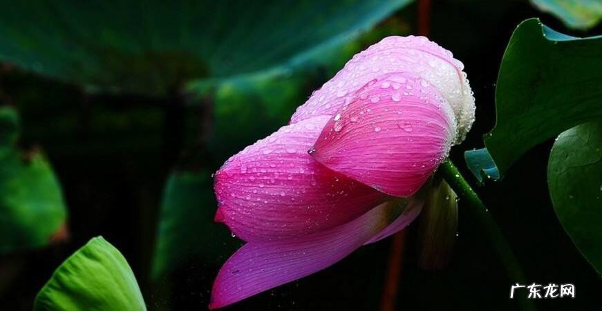 描写雨后大晴的句子