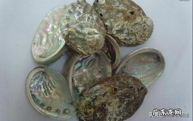 为什么一些中药要煅制如石决明?煅石决明与生石决明药性有什么不同?