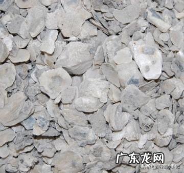 为什么一些中药要煅制如石决明?煅石决明与生石决明药性有什么不同?