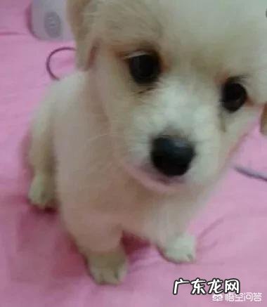 小狗换吃羊奶粉后有点便秘,该怎么办?