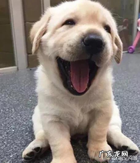 小狗换吃羊奶粉后有点便秘,该怎么办?