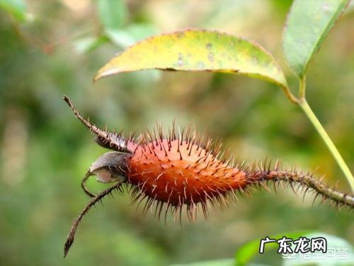 泡金樱酒要不要放冰糖?