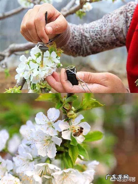 如何采集大樱桃的花粉?