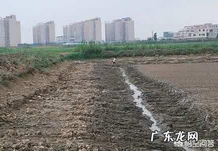 池塘可以养殖小龙虾几年?对池塘环境有什么影响?