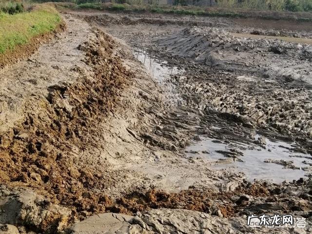 池塘可以养殖小龙虾几年？对池塘环境有什么影响？