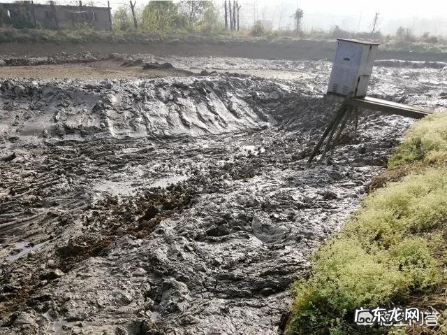 池塘可以养殖小龙虾几年？对池塘环境有什么影响？