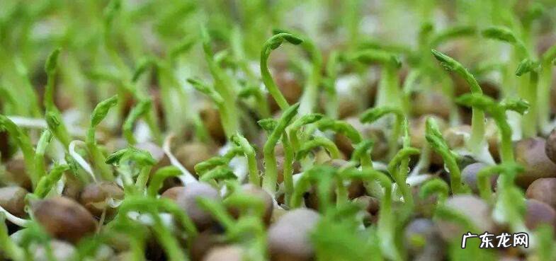 蚕豆芽怎么煮容易烂