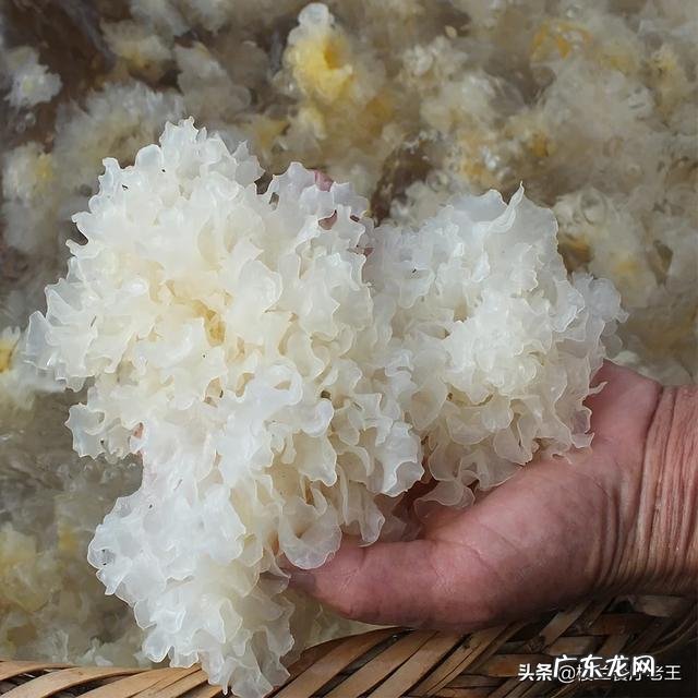 黑木耳和银耳有什么不同？