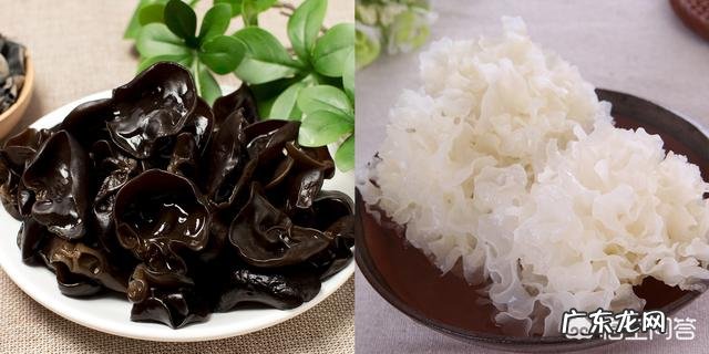 黑木耳和银耳有什么不同？