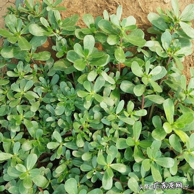 农田里号称晒不死的马齿苋,除了吃它,可以泡水喝吗?