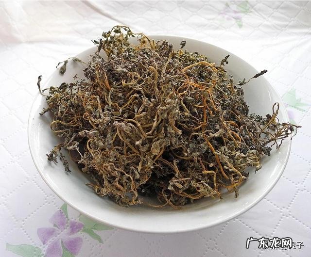 农田里号称晒不死的马齿苋,除了吃它,可以泡水喝吗?