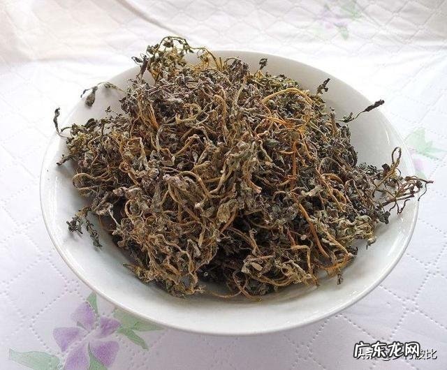 农田里号称晒不死的马齿苋，除了吃它，可以泡水喝吗？