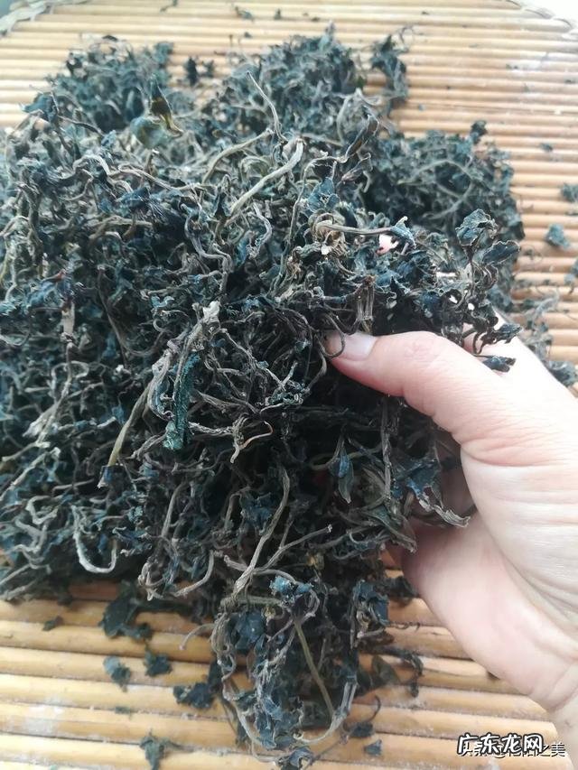 农田里号称晒不死的马齿苋,除了吃它,可以泡水喝吗?